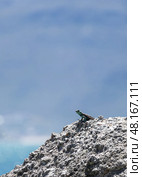 Animal wallpaper lacertian. Cute small lizard on a rock looks into the distance. Стоковое фото, фотограф Екатерина Якименко / Фотобанк Лори