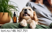 health dog cbd oil ai generated. Стоковое AI-изображение, AI-художник Vectorwin / Фотобанк Лори