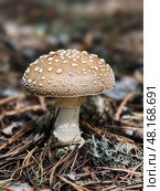 Close-up photo of poisonous panther cap or Amanita pantherina mushroom growing in forest. Natural background. Стоковое фото, фотограф Сергей Пристяжнюк (Serg Zastavkin) / Фотобанк Лори