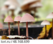 Close-up photo of Mycena mushrooms growing on tree stump in forest. Natural macrophotography fungal background. Стоковое фото, фотограф Сергей Пристяжнюк (Serg Zastavkin) / Фотобанк Лори