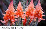 medicinal aloe vera plants ai generated. Стоковое AI-изображение, AI-художник Vectorwin / Фотобанк Лори