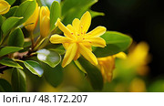 up yellow jessamine ai generated. Стоковое AI-изображение, AI-художник Vectorwin / Фотобанк Лори