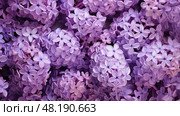 unfurling purple floral background ai generated. Стоковое AI-изображение, AI-художник Vectorwin / Фотобанк Лори
