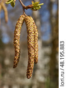 The stamen earrings of the birch bloomed in early spring before the leaves appeared. Стоковое фото, фотограф Андрей Жигальцов / Фотобанк Лори