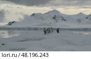 Chinstrap Penguins on the beach in Antarctica ready to go to water. Стоковое видео, видеограф Vladimir / Фотобанк Лори