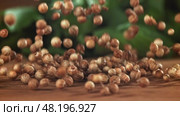 Coriander grains fall on a wooden table. Filmed on a high-speed camera at 1000 fps. Стоковое видео, видеограф Артем Шадрин / Фотобанк Лори