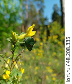 Малинница или голубянка малинная. Callophrys rubi.Впечатляющая зеленая весенняя бабочка. Стоковое фото, фотограф Елена Рассоха / Фотобанк Лори