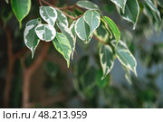 Close-up of a weeping fig, ficus benjamina, showing its variegated leaves with shades of green and white, creating a beautiful natural pattern. Стоковое фото, фотограф Ольга Ильина / Фотобанк Лори