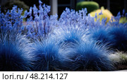 grasses blue fescue ai generated. Стоковое AI-изображение, AI-художник Vectorwin / Фотобанк Лори