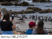 People watching penguins on Atlantic coast. Travel destination (2023 год). Стоковое фото, фотограф Екатерина Якименко / Фотобанк Лори