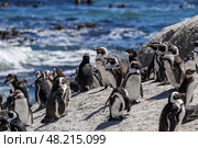 Boulders Beach protected lagoon with colony of African spectacled penguins (2023 год). Стоковое фото, фотограф Екатерина Якименко / Фотобанк Лори