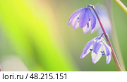 Close-up view of delicate siberian squill flowers emerging from vibrant green grass, showcasing the beauty of springtime renewal and natural growth in a meadow. Стоковое видео, видеограф Ольга Ильина / Фотобанк Лори
