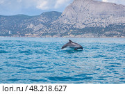 Дельфины у южного побережья Крыма (2021 год). Стоковое фото, фотограф Сергей Поспелов / Фотобанк Лори