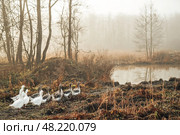 Гуси идут на озеро туманным утром. Стоковое фото, фотограф Надежда Парижская / Фотобанк Лори