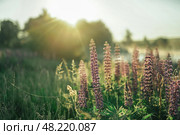 Люпин в лучах ранним утром. Стоковое фото, фотограф Надежда Парижская / Фотобанк Лори