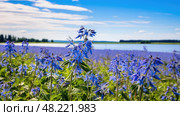 plants borage oil ai generated. Стоковое AI-изображение, AI-художник Vectorwin / Фотобанк Лори