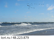 Стая птиц над бушующим Балтийским морем. Стоковое фото, фотограф Сергей Куров / Фотобанк Лори