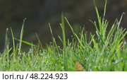 Green nature background with water dew drops on grass. Стоковое видео, видеограф Михаил Коханчиков / Фотобанк Лори