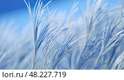 close blue fescue ai generated. Стоковое AI-изображение, AI-художник Vectorwin / Фотобанк Лори