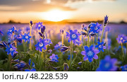 field borage oil ai generated. Стоковое AI-изображение, AI-художник Vectorwin / Фотобанк Лори