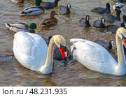 Большие красивые лебеди и утки плавают в море. Big beautiful swans and ducks swimming in the sea. Стоковое фото, фотограф Татьяна Д / Фотобанк Лори