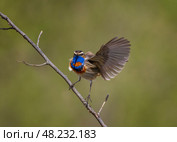 Bright bird male bluethroat sits on a branch of a bush and sings invitingly in a spring meadow and flaps his wing. Стоковое фото, фотограф Бачкова Наталья / Фотобанк Лори