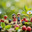 Two miniature people travelers walk hand in hand along a mossy path surrounded by giant strawberries, blooming daisies, green leaves, and vibrant berries in a magical tiny microworld. Стоковое AI-изображение, AI-художник Андрей Ка / Фотобанк Лори