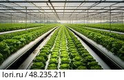 lettuce agricultural landscape ai generated. Стоковое AI-изображение, AI-художник Vectorwin / Фотобанк Лори