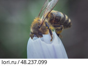 Пчела на цветке. A bee collecting nectar. Стоковое фото, фотограф Закиматова Анна / Фотобанк Лори