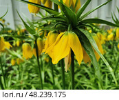 Рябчик императорский (лат. Fritillaria imperialis) желтый на клумбе в парке на Елагином острове в Санкт-Петербурге (2021 год). Стоковое фото, фотограф Елена Яворская / Фотобанк Лори