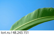tropical e leaf ai generated. Стоковое AI-изображение, AI-художник Vectorwin / Фотобанк Лори