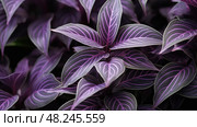 variegated wandering jew plant ai generated. Стоковое AI-изображение, AI-художник Vectorwin / Фотобанк Лори