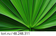 leaf sabal palm tree ai generated. Стоковое AI-изображение, AI-художник Vectorwin / Фотобанк Лори