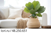 pothos trendy plants ai generated. Стоковое AI-изображение, AI-художник Vectorwin / Фотобанк Лори