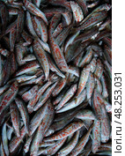 Freshly caught red mullet fish. Texture, background. Стоковое фото, фотограф Екатерина Лызлова / Фотобанк Лори