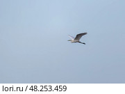 A majestic white heron gracefully glides through the air. Стоковое фото, фотограф EugeneSergeev / Фотобанк Лори