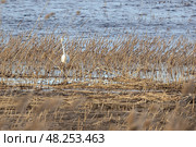Great white egret wading through dense marshland near tranquil water. Стоковое фото, фотограф EugeneSergeev / Фотобанк Лори