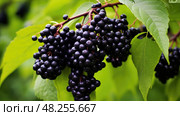 antioxidant black elderberry ai generated. Стоковое AI-изображение, AI-художник Vectorwin / Фотобанк Лори