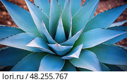 tequila blue agave plant ai generated. Стоковое AI-изображение, AI-художник Vectorwin / Фотобанк Лори