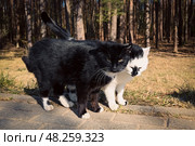 Два кота, чёрный и бело-чёрный. Бездомные коты. Кошки. Животные. Домашние животные. Стоковое фото, фотограф Зинаида Никитенко / Фотобанк Лори