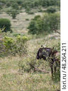 Blue wildebeest in African savanna (2023 год). Стоковое фото, фотограф Екатерина Якименко / Фотобанк Лори
