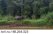 The Bornean pygmy elephant walks along the riverbank among the lush green grass. Side view. The tusks and trunk are visible. Thickets of rainforest trees in the background. Malaysia. Borneo. Sandakan. Стоковое фото, фотограф Вера Ивановна Кубарева / Фотобанк Лори