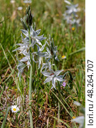 Plants of Greece. A tender plant (Ornithogalum nutans) with white flowers close-up. Стоковое фото, фотограф Татьяна Ляпи / Фотобанк Лори