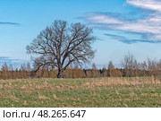 Дуб черешчатый - памятник живой природы всероссийского значения. Деревня Ириновка во Всеволожском районе Ленинградской области. Редакционное фото, фотограф Румянцева Наталия / Фотобанк Лори