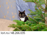 Amazed cats see Christmas tree for the first time. Стоковое фото, фотограф Дмитрий Попов / Фотобанк Лори