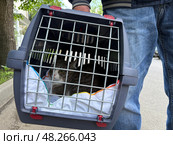 An elderly man holds a cat in a carrier. Pet transportation, traveling with a pet. A close friend of an elderly man. Стоковое фото, фотограф Терехова Марина / Фотобанк Лори