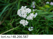 Тысячелистник обыкновенный (лат. Achillea millefolium). Белое цветущее растение в июле, Тульская область, Россия. Стоковое фото, фотограф Андрей Цыганков / Фотобанк Лори