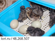 Вылупление цыплят пород Ухейилюй и Лакеданзи в маленьком голубом инкубаторе. Стоковое фото, фотограф Евгения Золкина / Фотобанк Лори