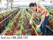 Female horticulturist maintaining garden in hothouse. Стоковое фото, фотограф Яков Филимонов / Фотобанк Лори