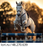 A white horse is jumping over a blue and white hurdle. Стоковое фото, фотограф Ярославский Максим / Фотобанк Лори